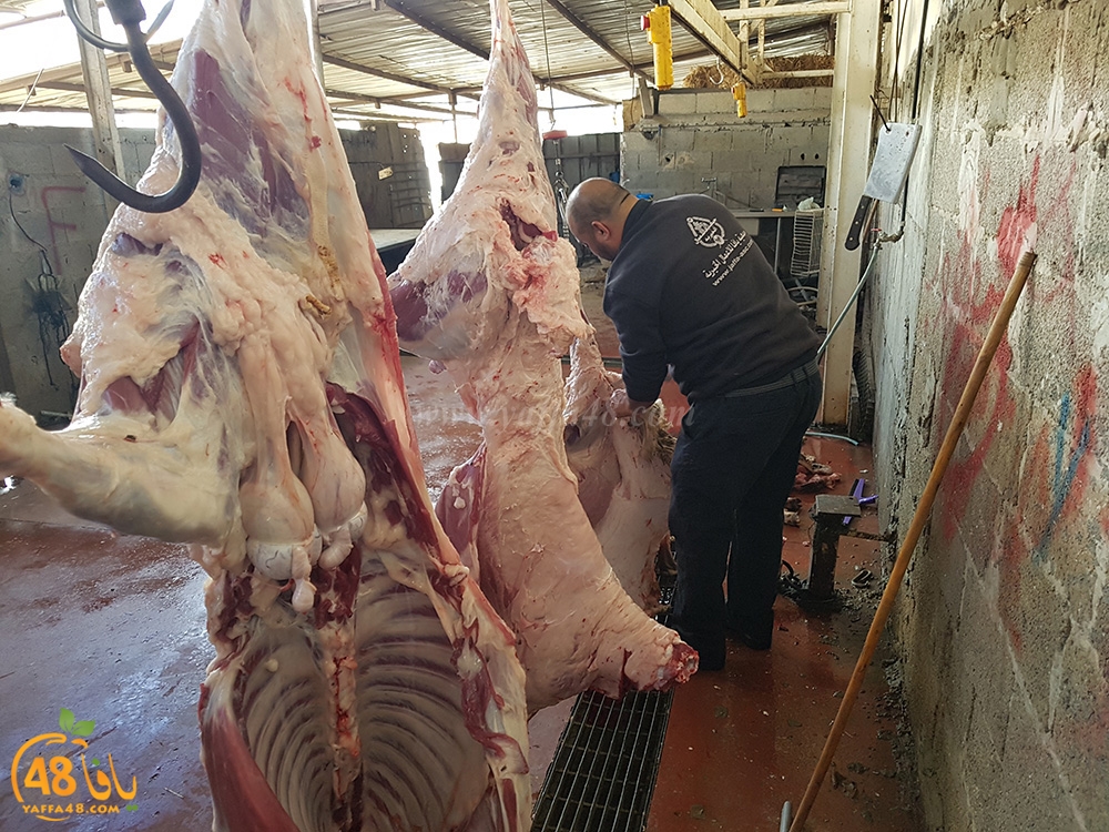 dab7 kharoof jam3iya (18).jpg